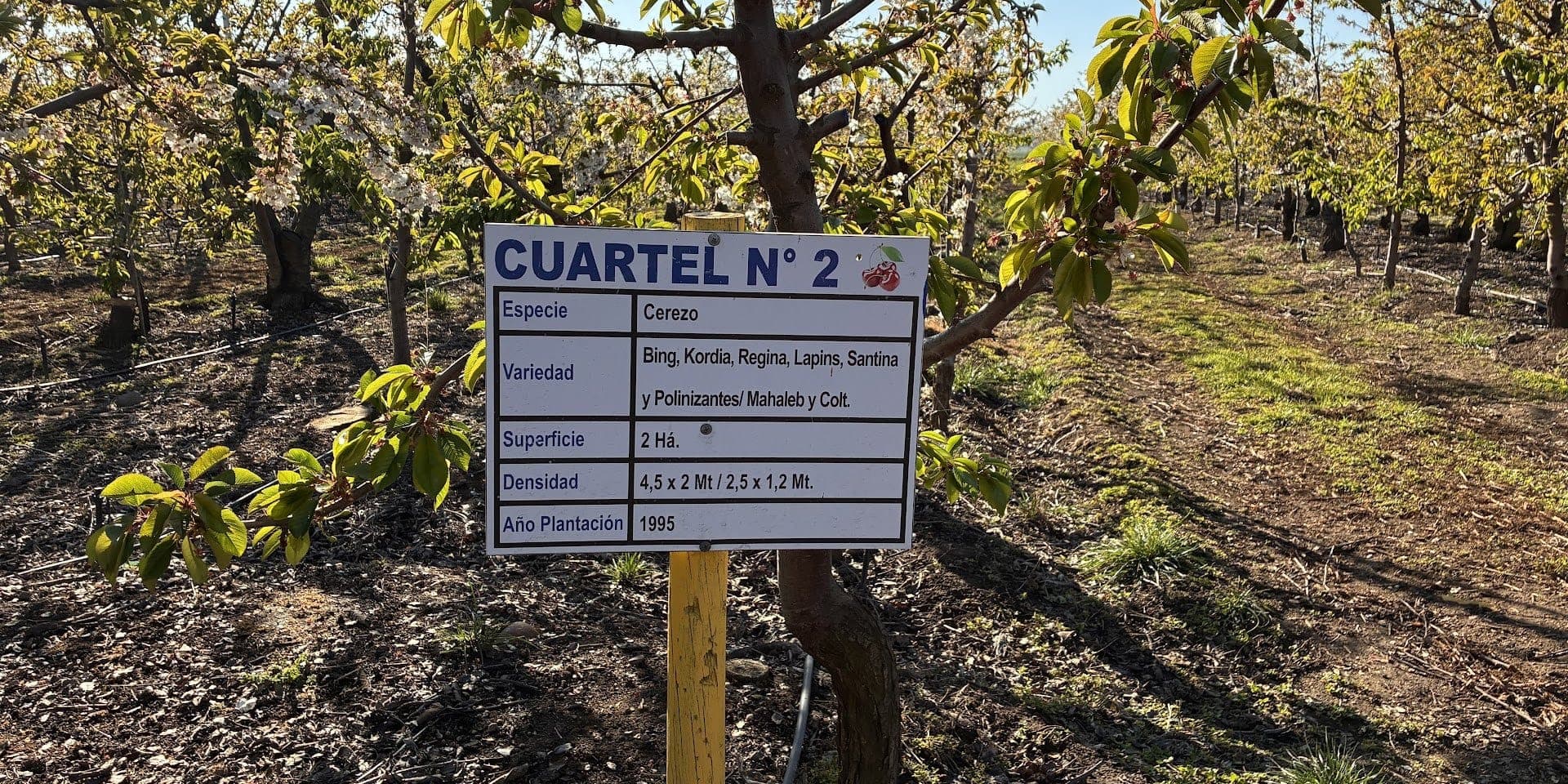 Letrero de cuartel en un huerto de cerezos, con especie, variedades, superficie, densidad y año de plantación
