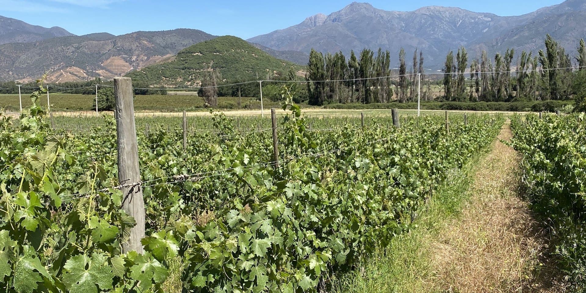 Viñedo en espaldera con una cortina de álamos y la cordillera al fondo